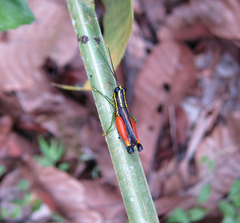 Meltripata antennata
