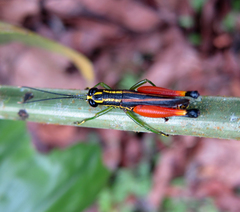 Meltripata antennata