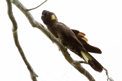 Zanda funerea xanthanota