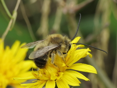 Eucera nigrilabris