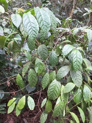 Neuropeltis