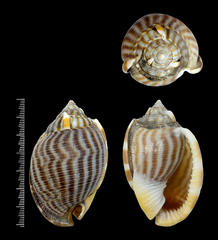 Phalium flammiferum