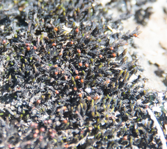 Grimmia pilifera