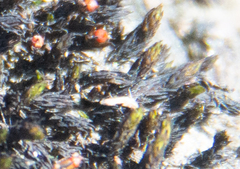 Grimmia pilifera