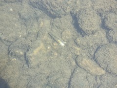 Lanceolaria