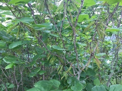 Angiospermae