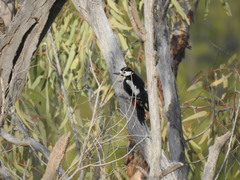 Dendrocopos major hispanus