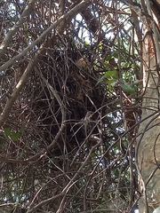 Circaetus fasciolatus