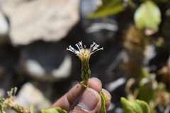 Shangwua jacea