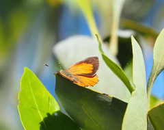 Hypochrysops apelles