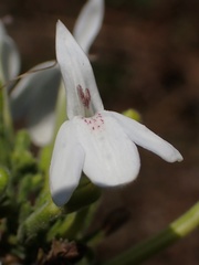 Rhinacanthus