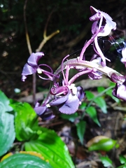 Liparis gigantea