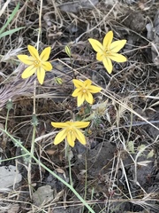 Triteleia ixioides ixioides