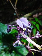Liparis gigantea