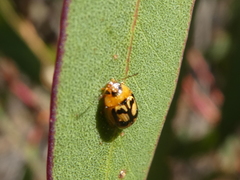 Peltoschema hamadryas