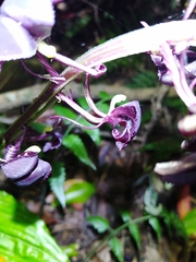 Liparis gigantea