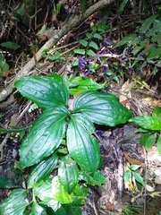 Liparis gigantea