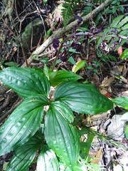 Liparis gigantea