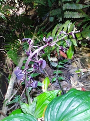 Liparis gigantea