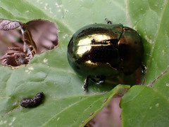 Chrysolina wollastoni