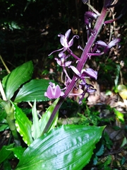 Liparis gigantea