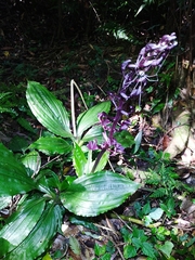 Liparis gigantea