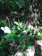 Liparis gigantea