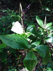 Liparis gigantea