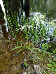 Hymenocallis crassifolia