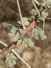 Vachellia tortilis raddiana