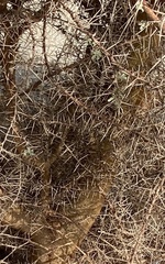 Vachellia tortilis raddiana