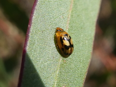 Peltoschema hamadryas