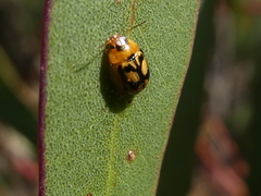 Peltoschema hamadryas