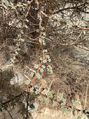 Vachellia tortilis raddiana