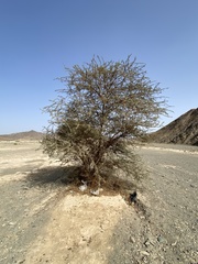 Vachellia tortilis raddiana