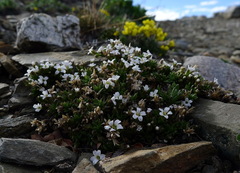 Cherleria biflora
