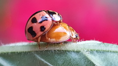 Coelophora inaequalis