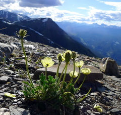 Papaver radicatum kluanense