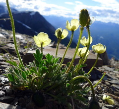 Papaver radicatum kluanense