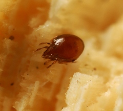 Scheloribates pallidulus