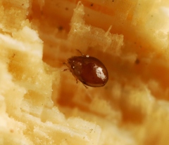 Scheloribates pallidulus