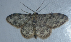 Idaea contiguaria