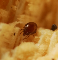 Scheloribates pallidulus