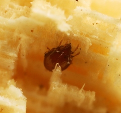 Scheloribates pallidulus