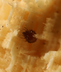 Scheloribates pallidulus