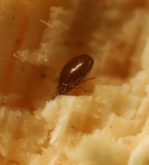Scheloribates pallidulus