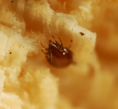 Scheloribates pallidulus