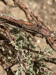 Vachellia tortilis raddiana