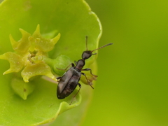 Microhoria