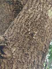 Dendrobium turbinatum